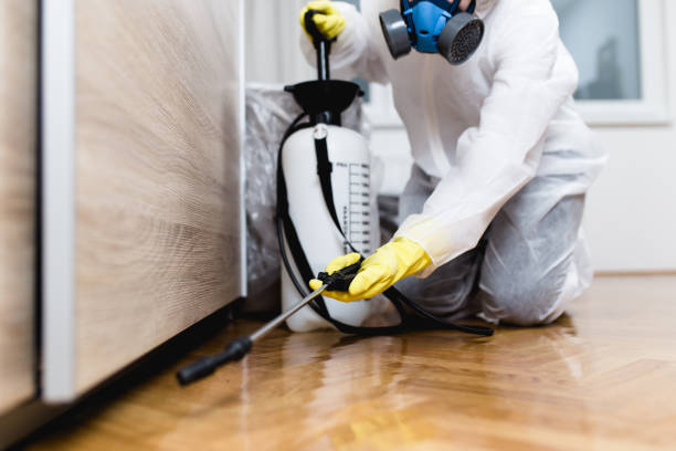 Best Termite Control Services  in Holstein, IA
