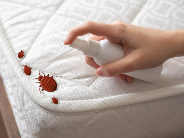 Best Pest Removal Services  in Holstein, IA