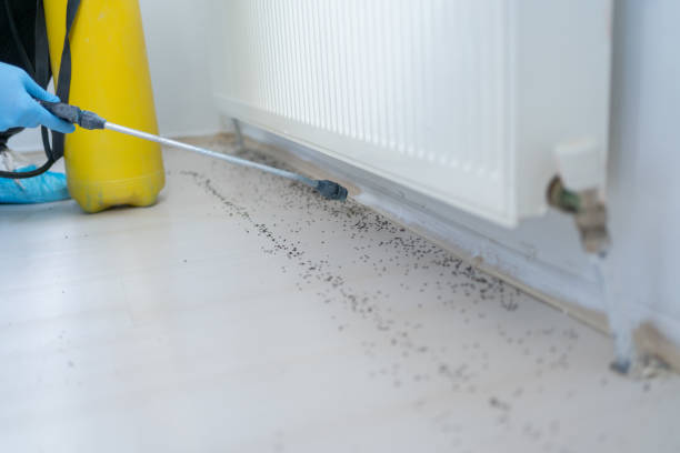Best Best Pest Control Companies  in Holstein, IA