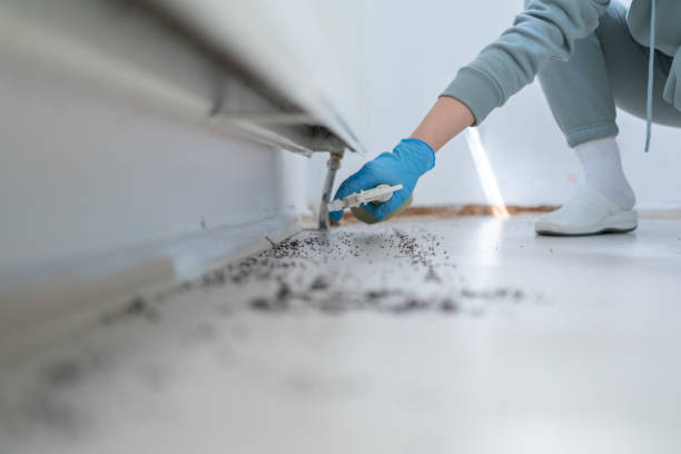 Best Wasp Removal Services  in Holstein, IA